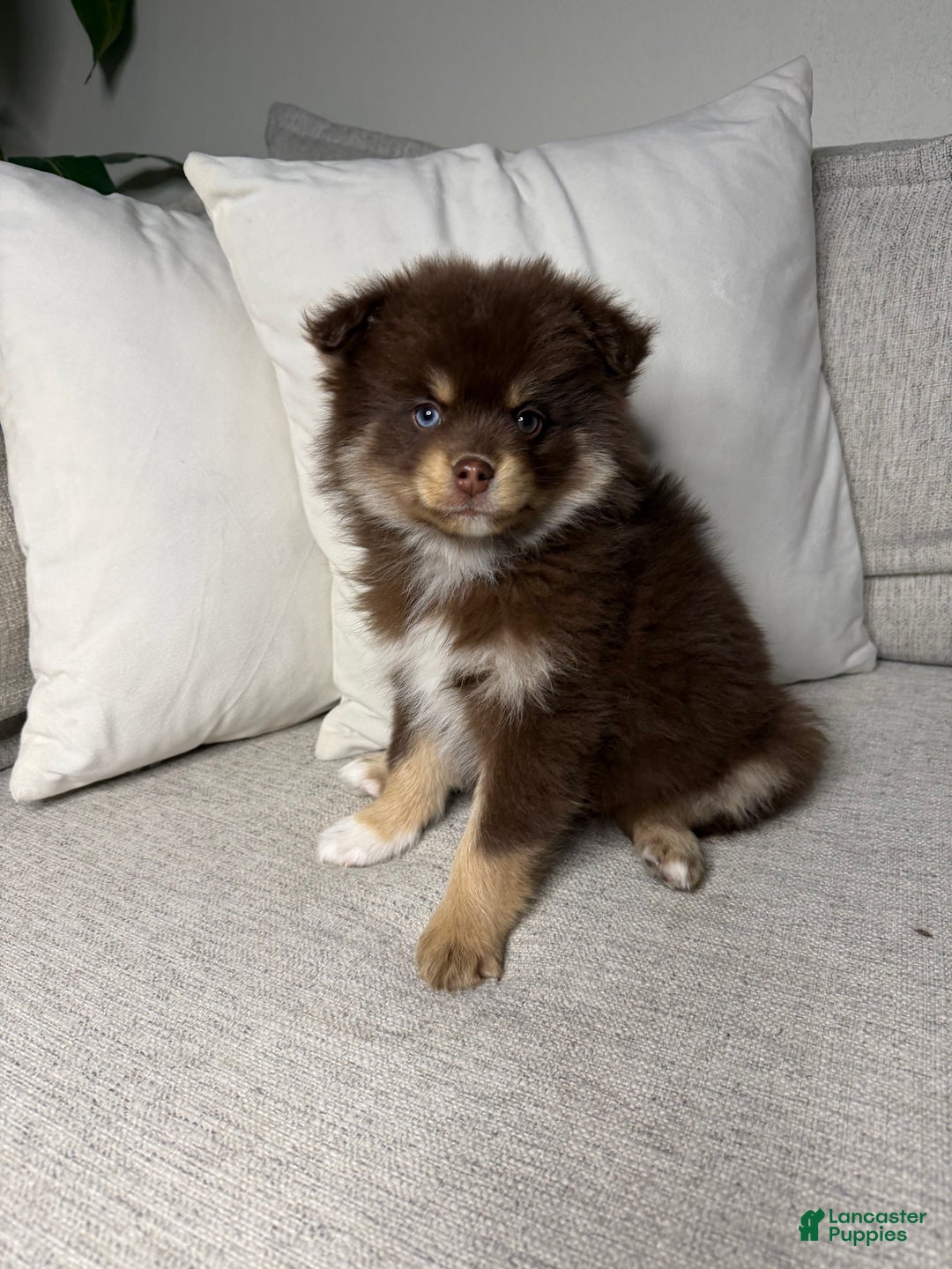 Pomsky dogs for sale: Teddy - Ad 4