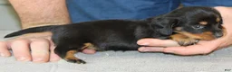Miniature Dachshund dogs for sale: Marcy - Ad 3