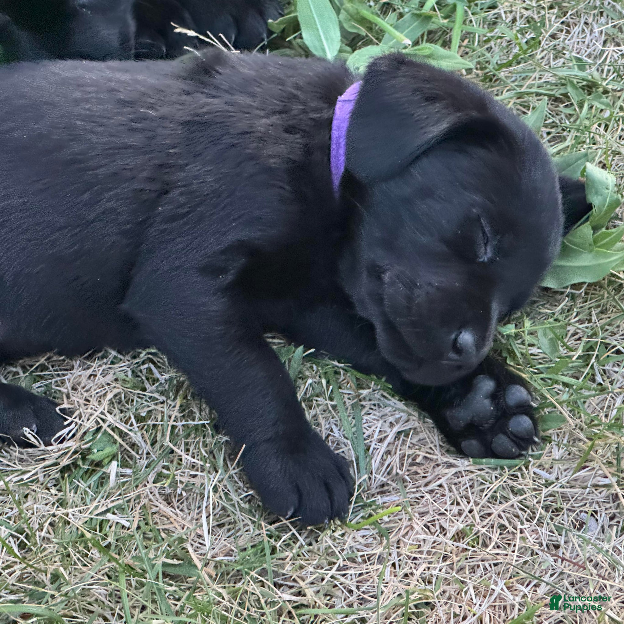 Labrador Retriever dogs Purple Collar Labrador Retriever Puppy 6 - Ad 3