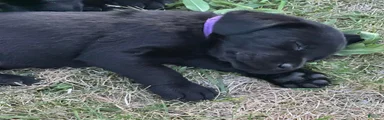Purple Collar Labrador Retriever Puppy 6