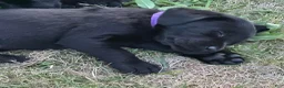 Labrador Retriever dogs for sale: Purple Collar Labrador Retriever Puppy 6 - Ad 1