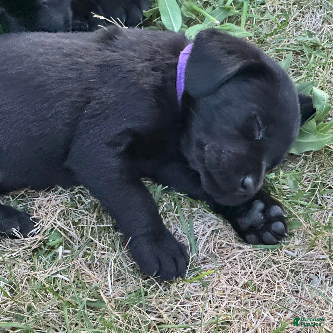 Labrador Retriever dogs for sale: Purple Collar Labrador Retriever Puppy 6 - Ad 1