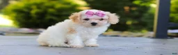 Cavapoo dogs for sale: Maisie - Ad 3