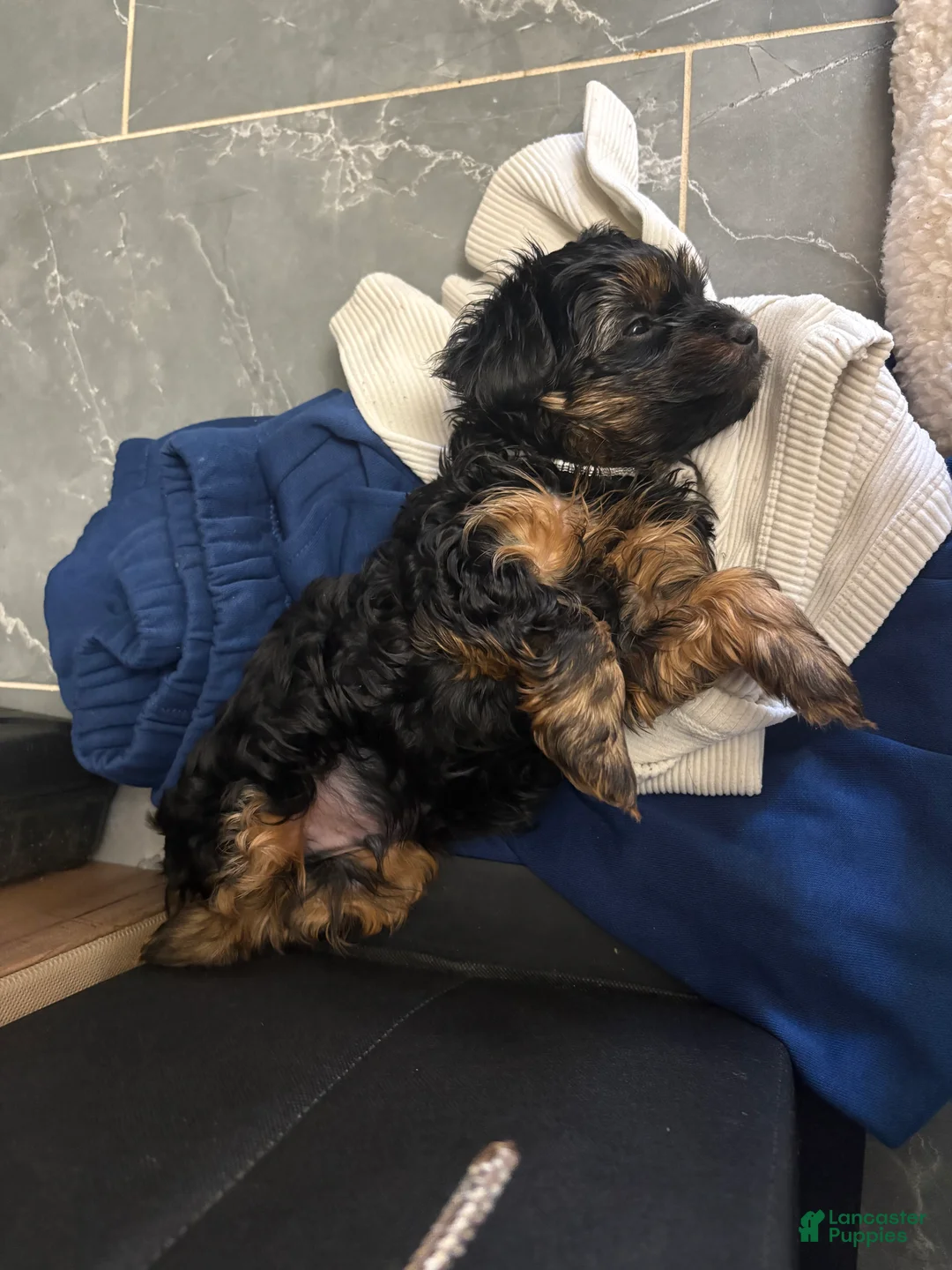 Yorkiepoo dogs for sale: Tom - Ad 2