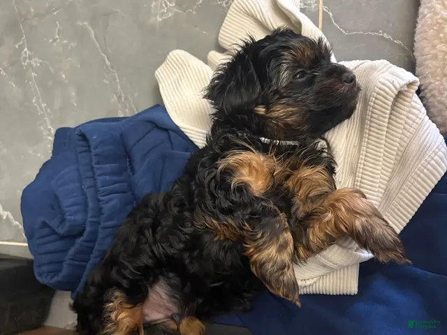 Yorkiepoo dogs for sale: Tom - Ad 2