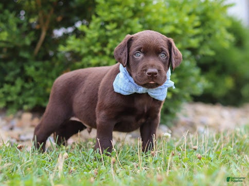 Labrador Retriever dogs Scout - Ad 2
