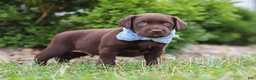 Labrador Retriever dogs for sale: Scout - Ad 2