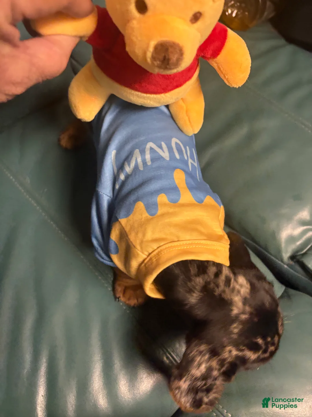 Miniature Dachshund dogs for sale: Miniature Dachshund 1 - Ad 8