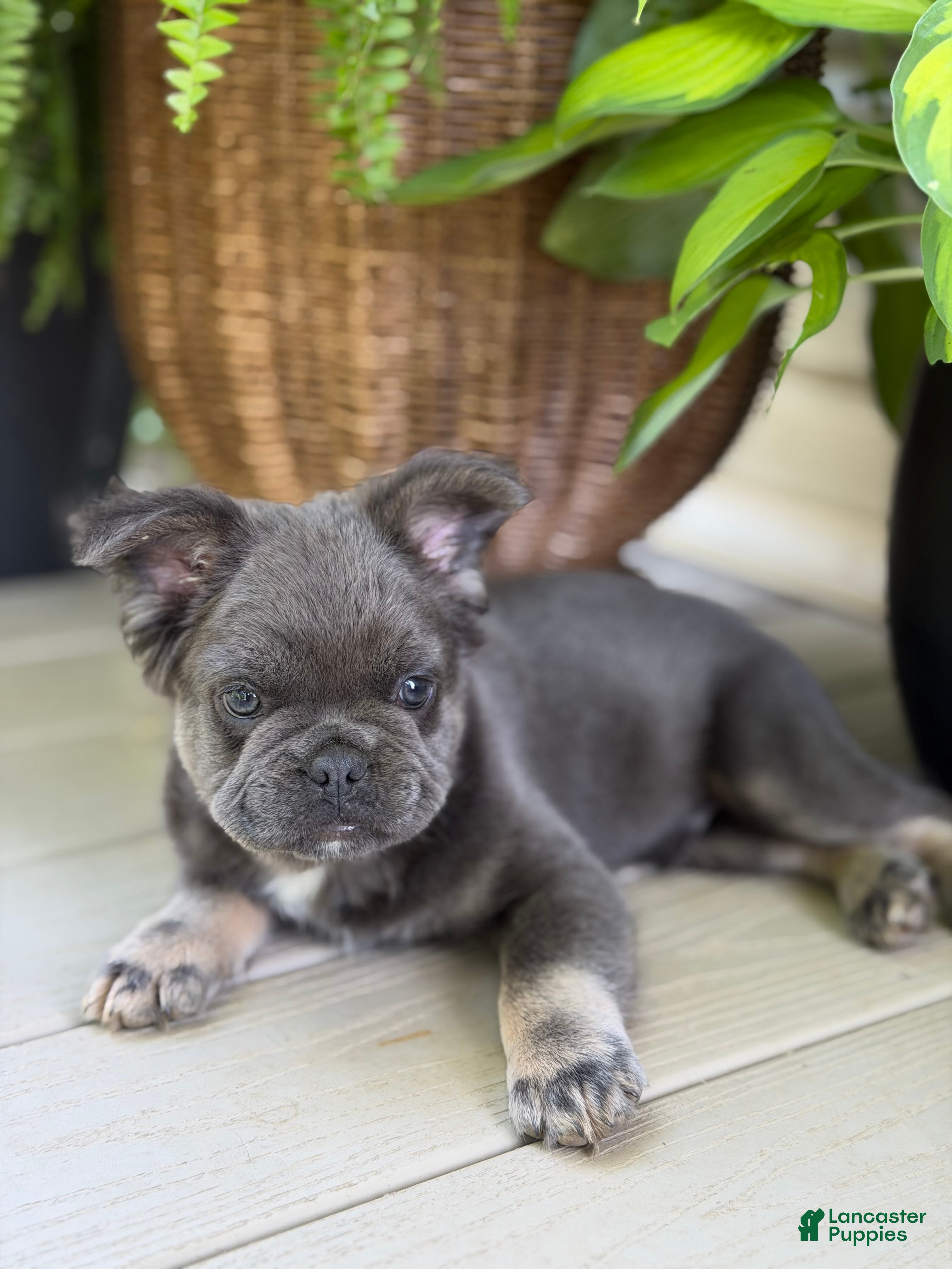 French Bulldog dogs Moose - Ad 2