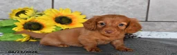 Miniature Dachshund dogs for sale: Oscar - Ad 4