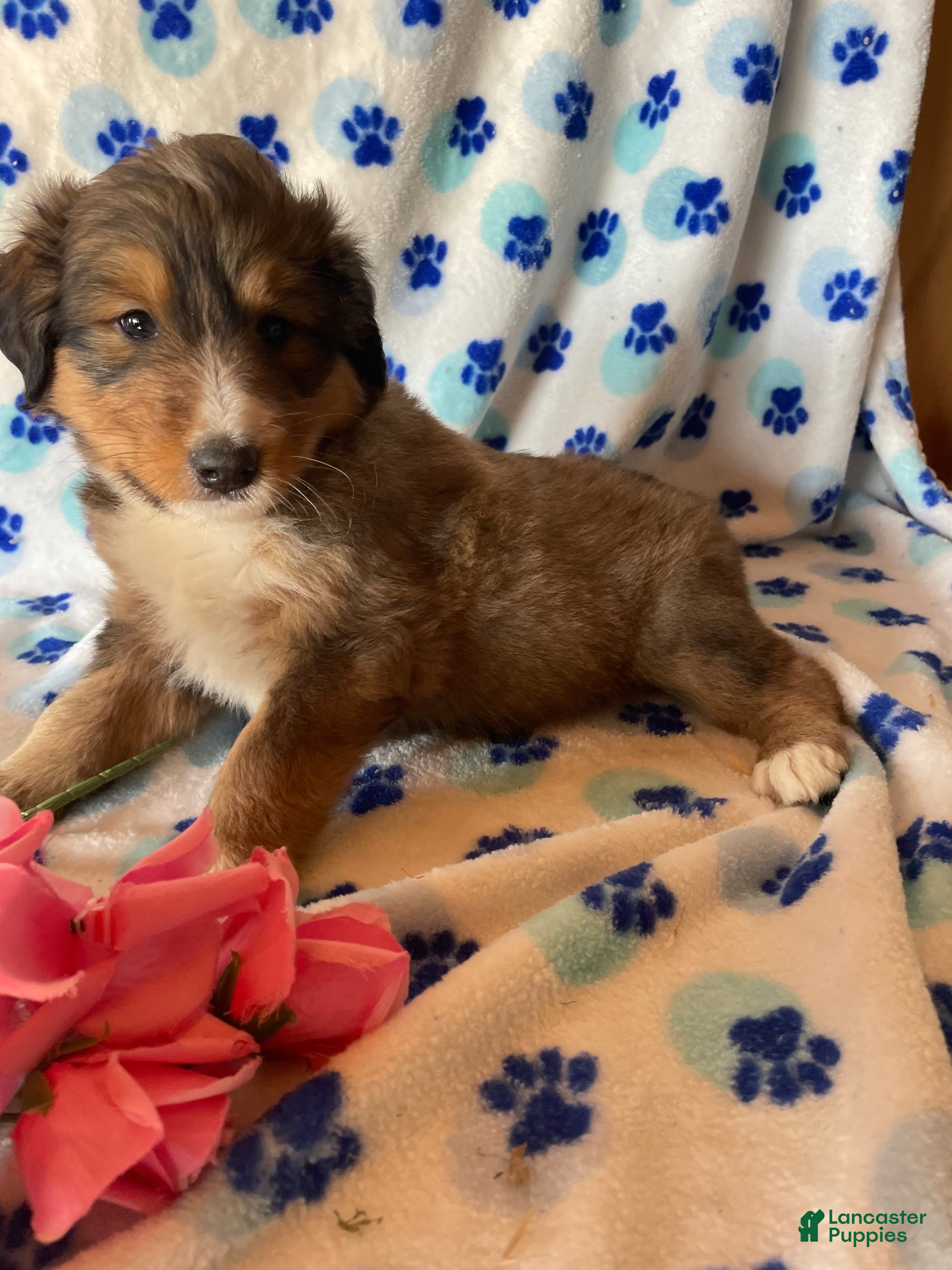 Mixed Breed dogs Skye - Ad 4