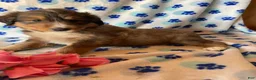 Mixed Breed dogs for sale: Skye - Ad 1
