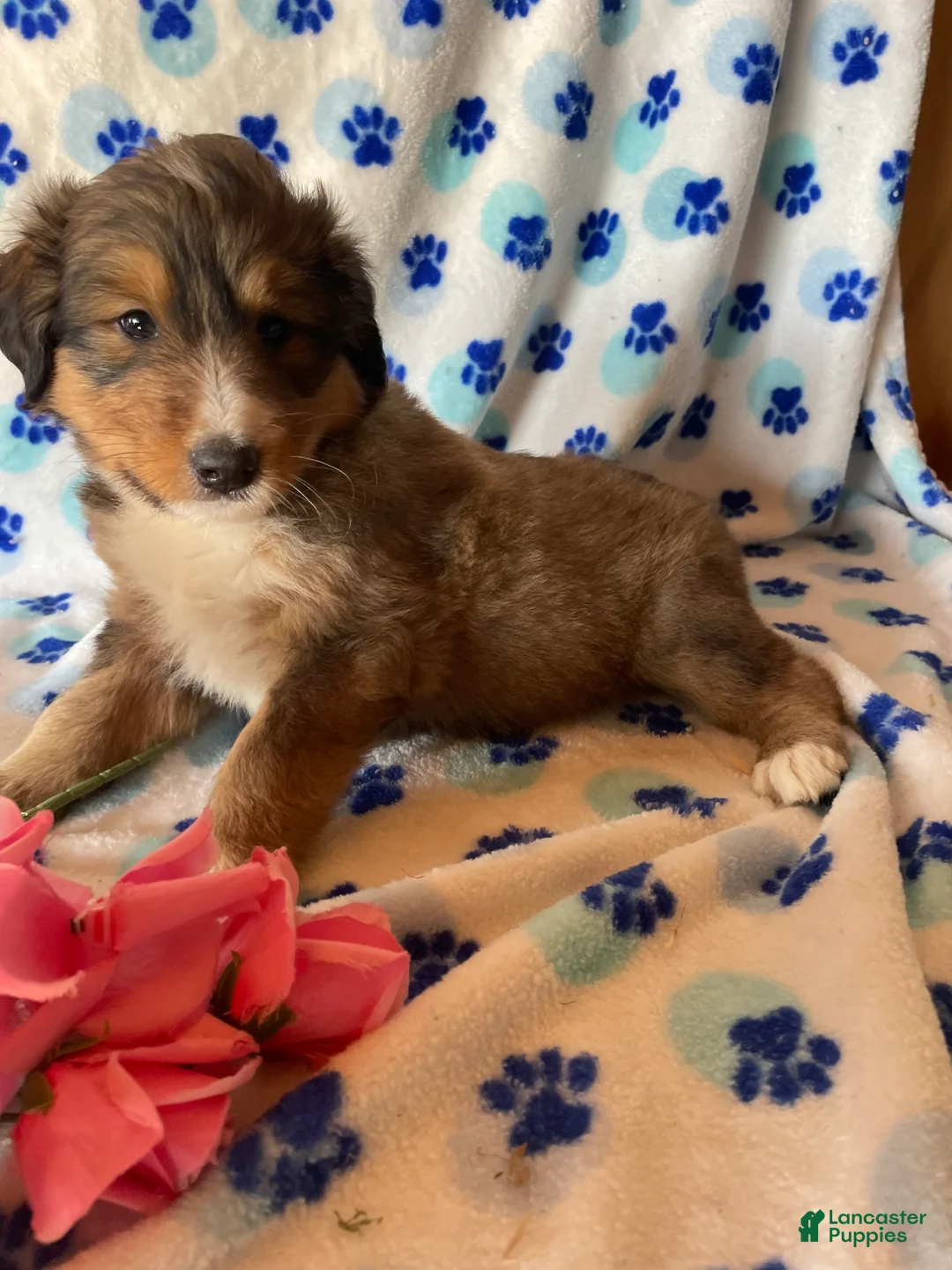 Mixed Breed dogs for sale: Skye - Ad 1
