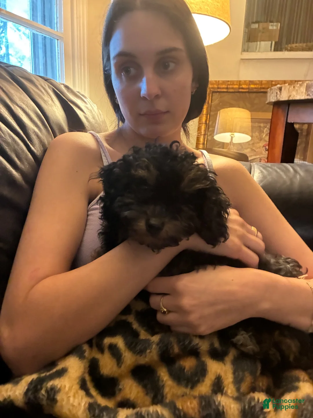 Toy Poodle dogs for sale: Toy Poodle 3 - Ad 2