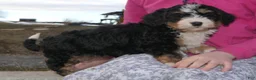 Mini Bernedoodle dogs for sale: Mini Bernedoodle Daphne - Ad 14