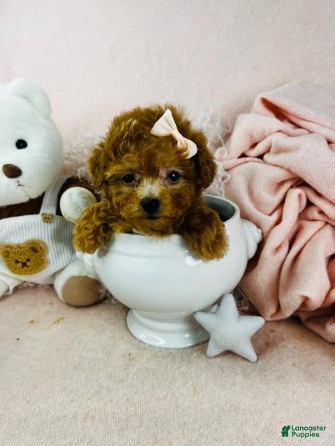 Toy Poodle dogs Toy Poodle Puppy 2 - Ad 9