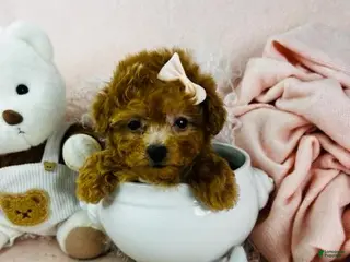 Toy Poodle dogs Toy Poodle Puppy 2 - Ad 9