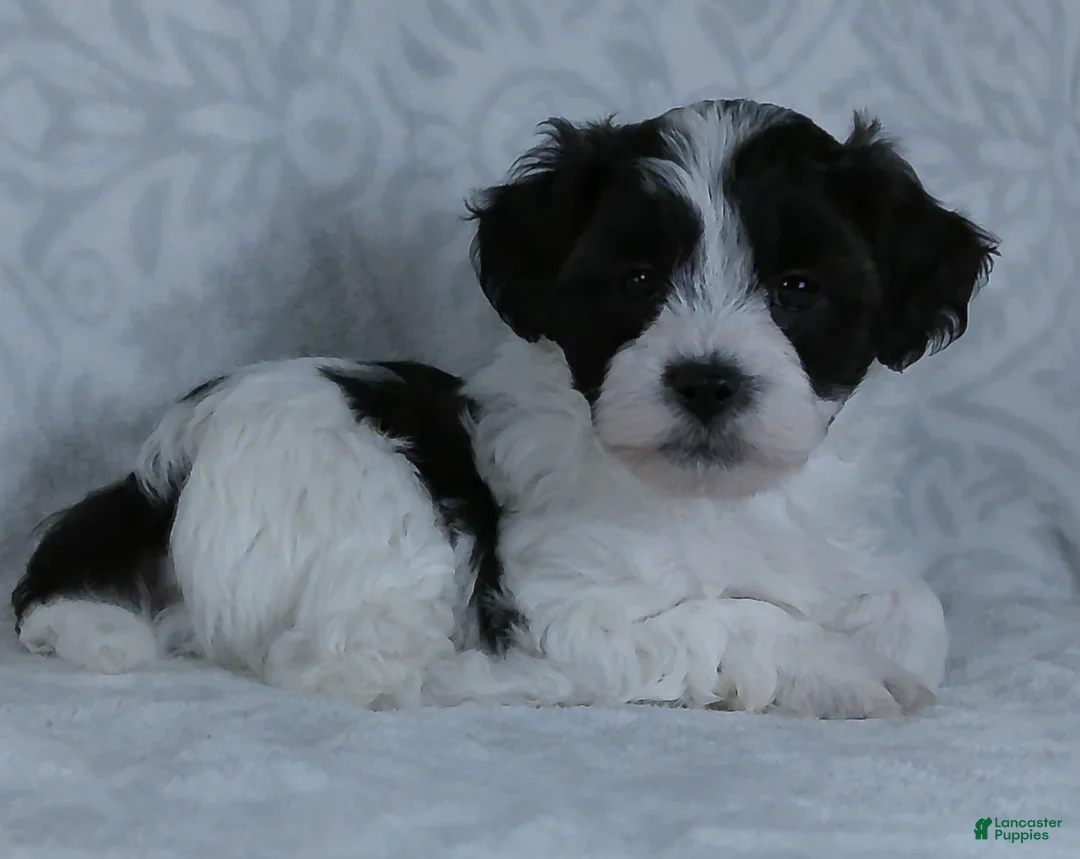 Teddy Bear dogs for sale: Patches - Ad 3