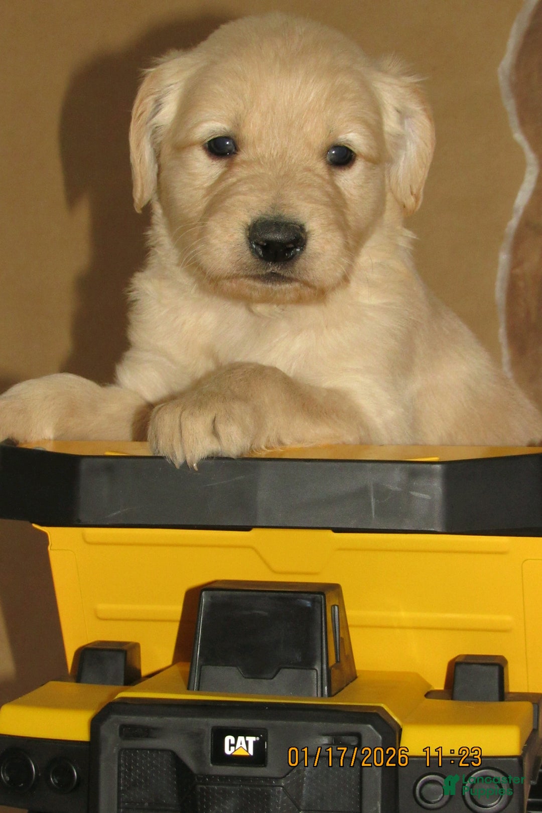 Golden Retriever dogs for sale: Golden Retriever Puppy 4 Rye - Ad 2