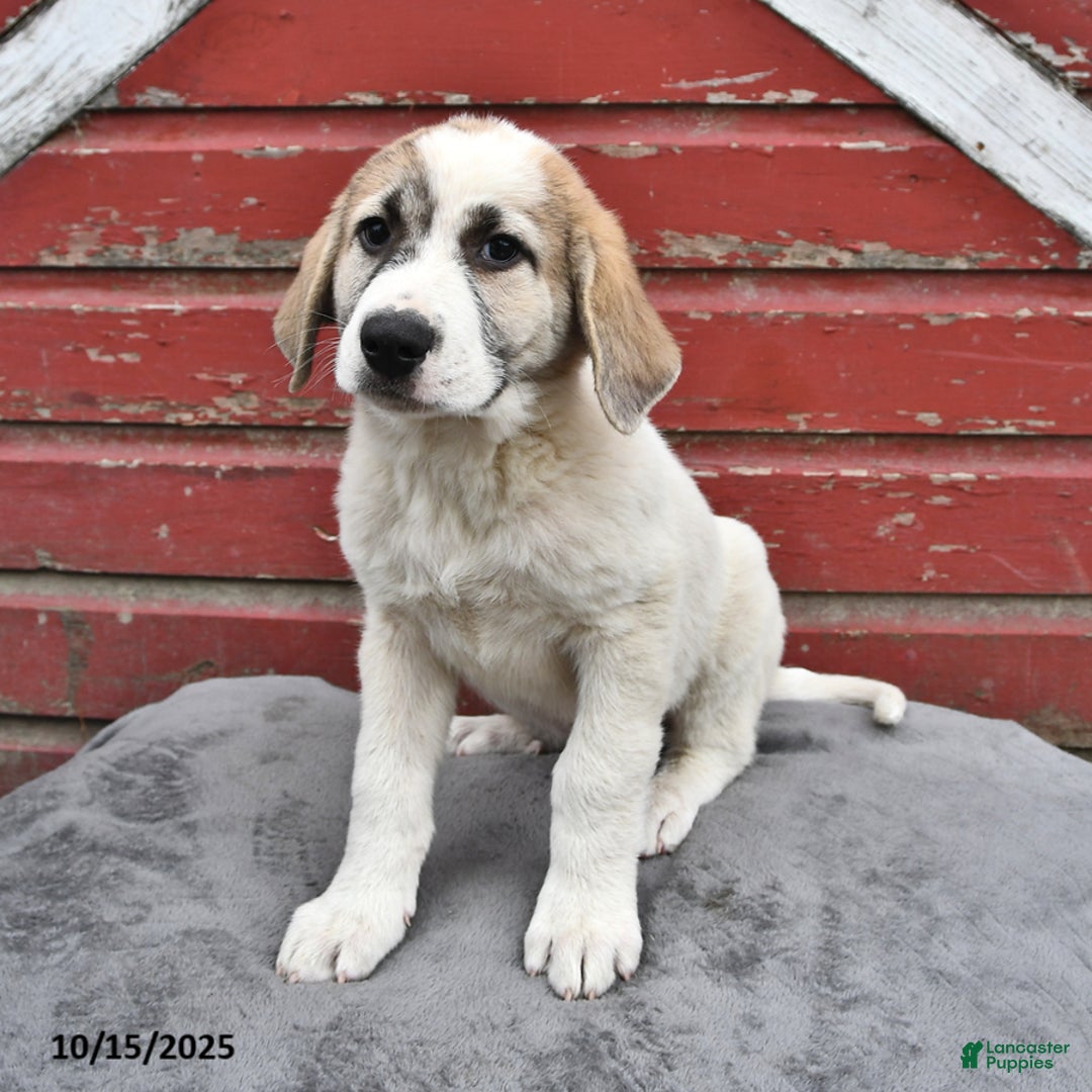 Dog Breed Great Pyrenees Newborn Great Pyrenees Puppies For