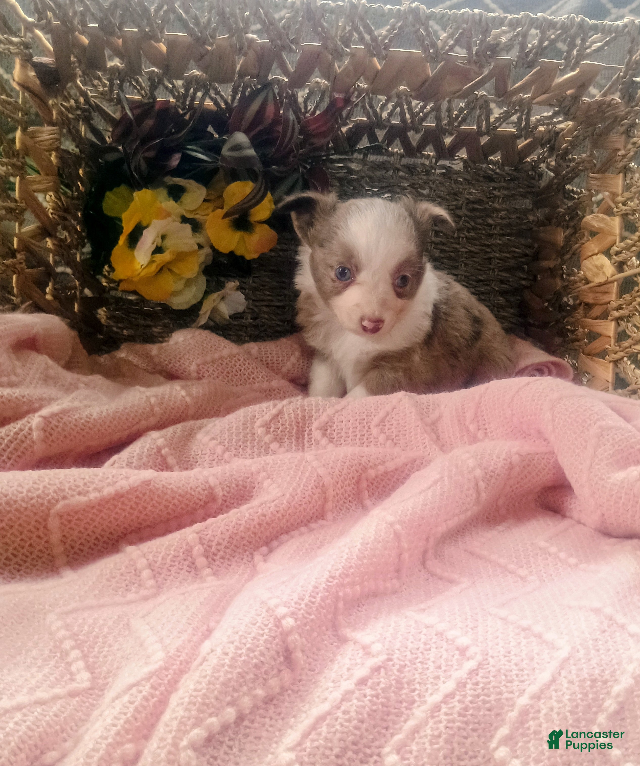 Toy Australian Shepherd dogs Toy Australian Shepherd Puppy 3 - Ad 1