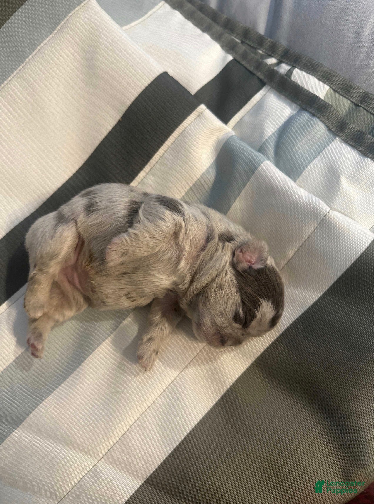 French Bulldog dogs for sale: French Bulldog Puppy 7 - Ad 2