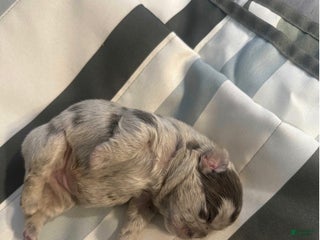 French Bulldog dogs French Bulldog Puppy 7 - Ad 40