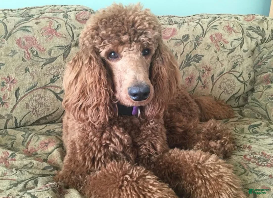 Standard Poodle dogs for sale: Standard Poodle Puppy 1 - Ad 1