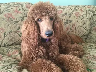 Standard Poodle dogs Standard Poodle Puppy 1 - Ad 18