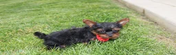 Yorkiepoo dogs for sale: Emmett  - Ad 8