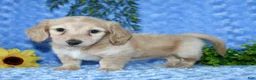 Miniature Dachshund dogs for sale: Zalena - Ad 9