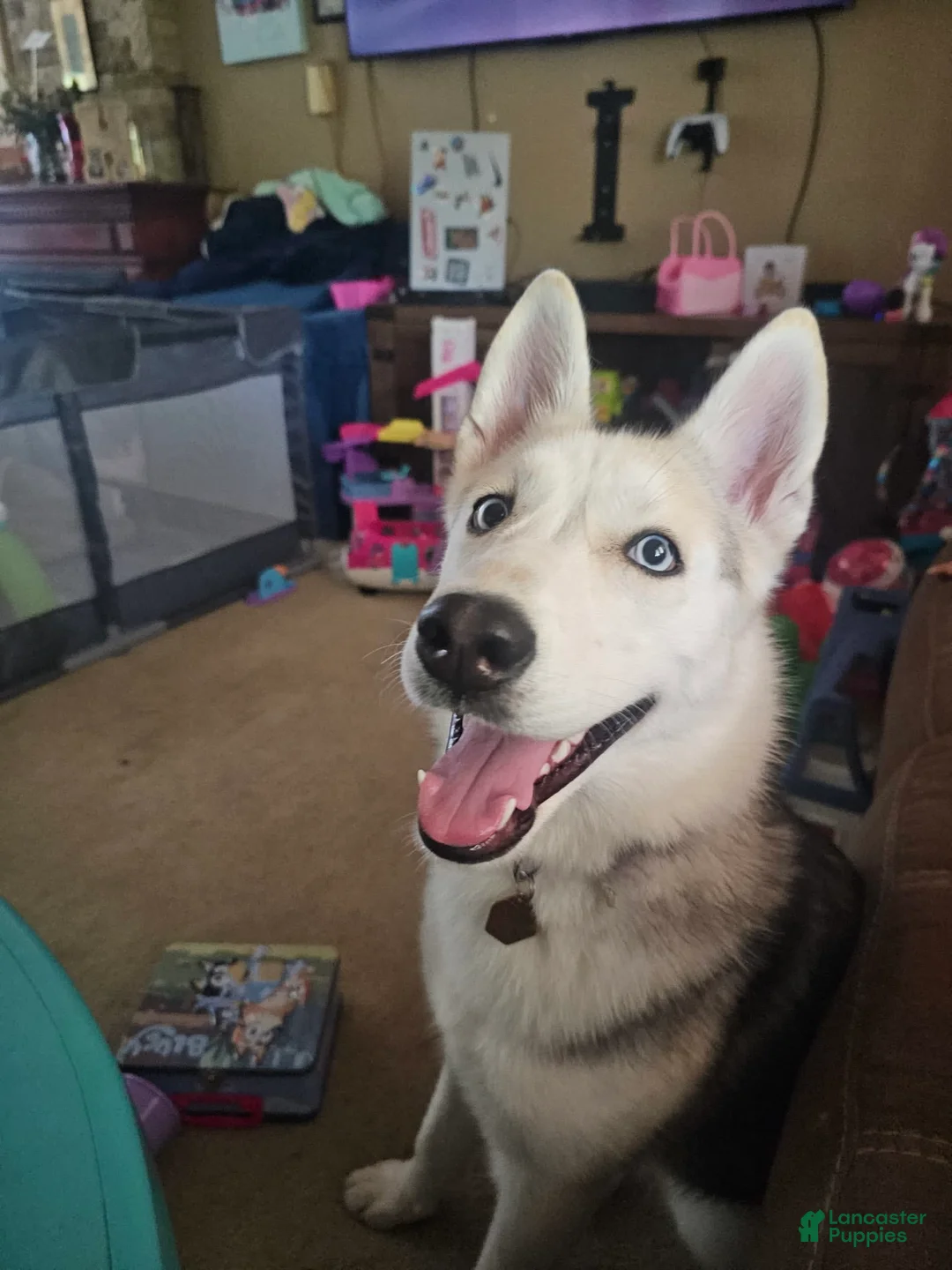 Gallery Image {{count}}