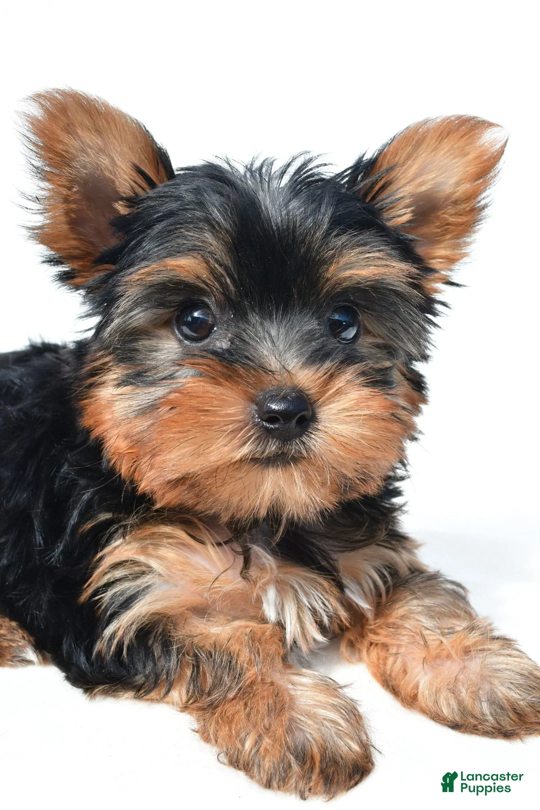 Yorkshire Terrier dogs for sale: Tracy - Ad 2
