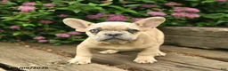 French Bulldog dogs for sale: Levi - Ad 5