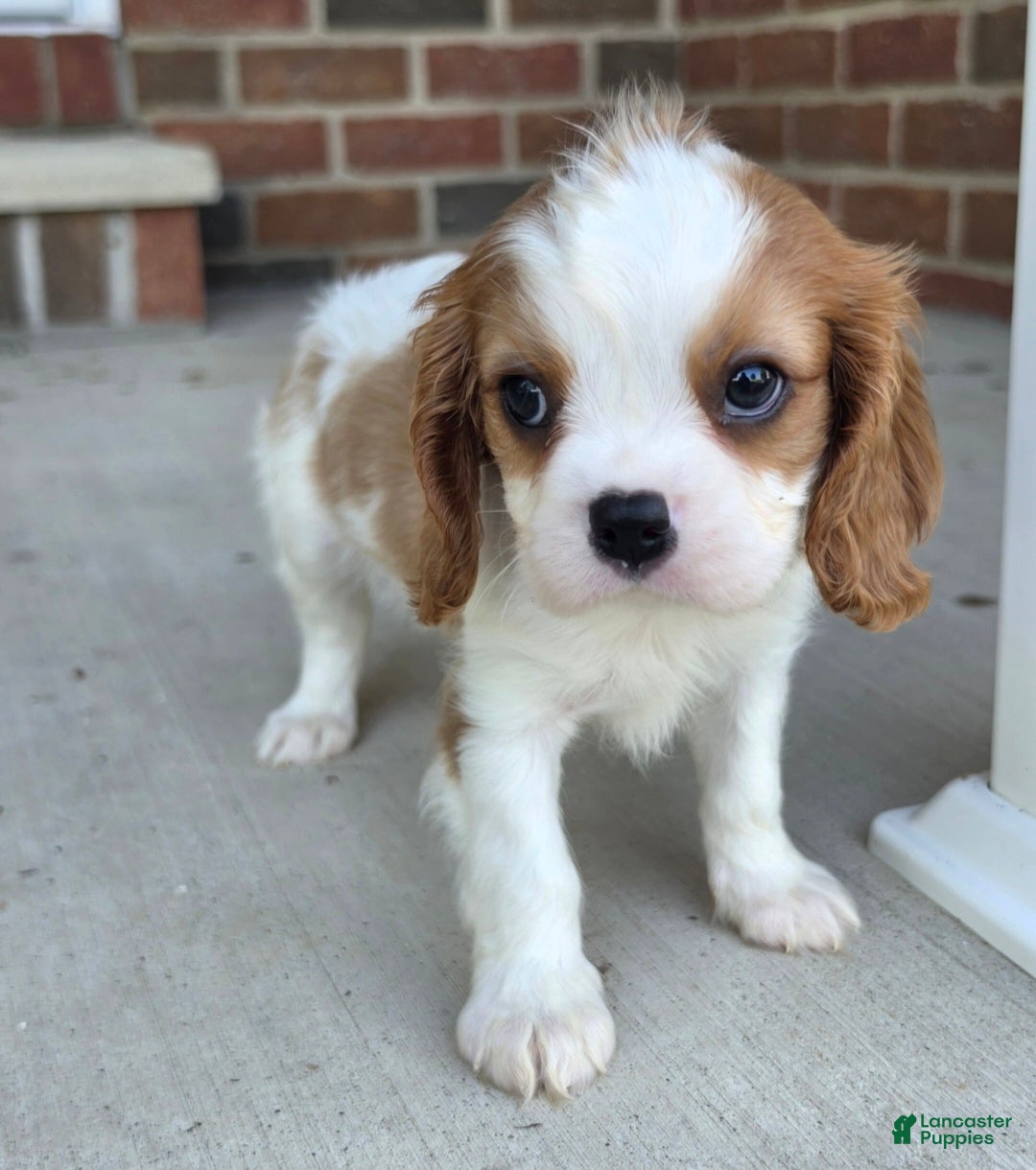 Cavalier King Charles Spaniel dogs Mo - Ad 1