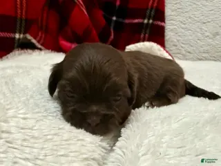 Shihpoo dogs Mila - Ad 38