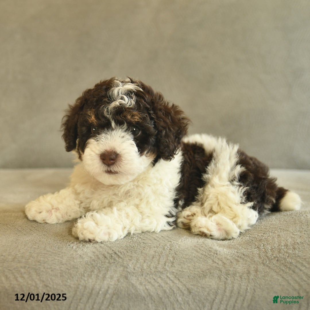 Miniature Poodle dogs for sale: Wonka  - Ad 4