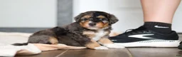 Mini Bernedoodle dogs for sale: Duke - Ad 9