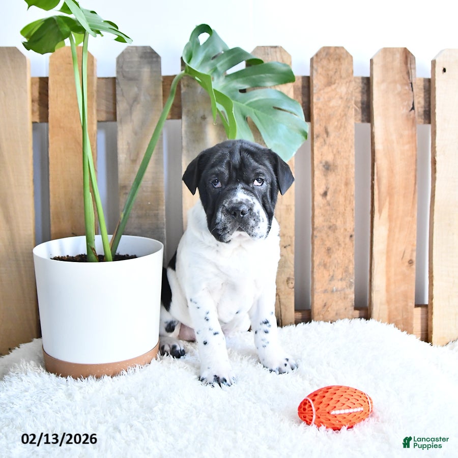 Mini Hippo dogs Gus - Ad 2