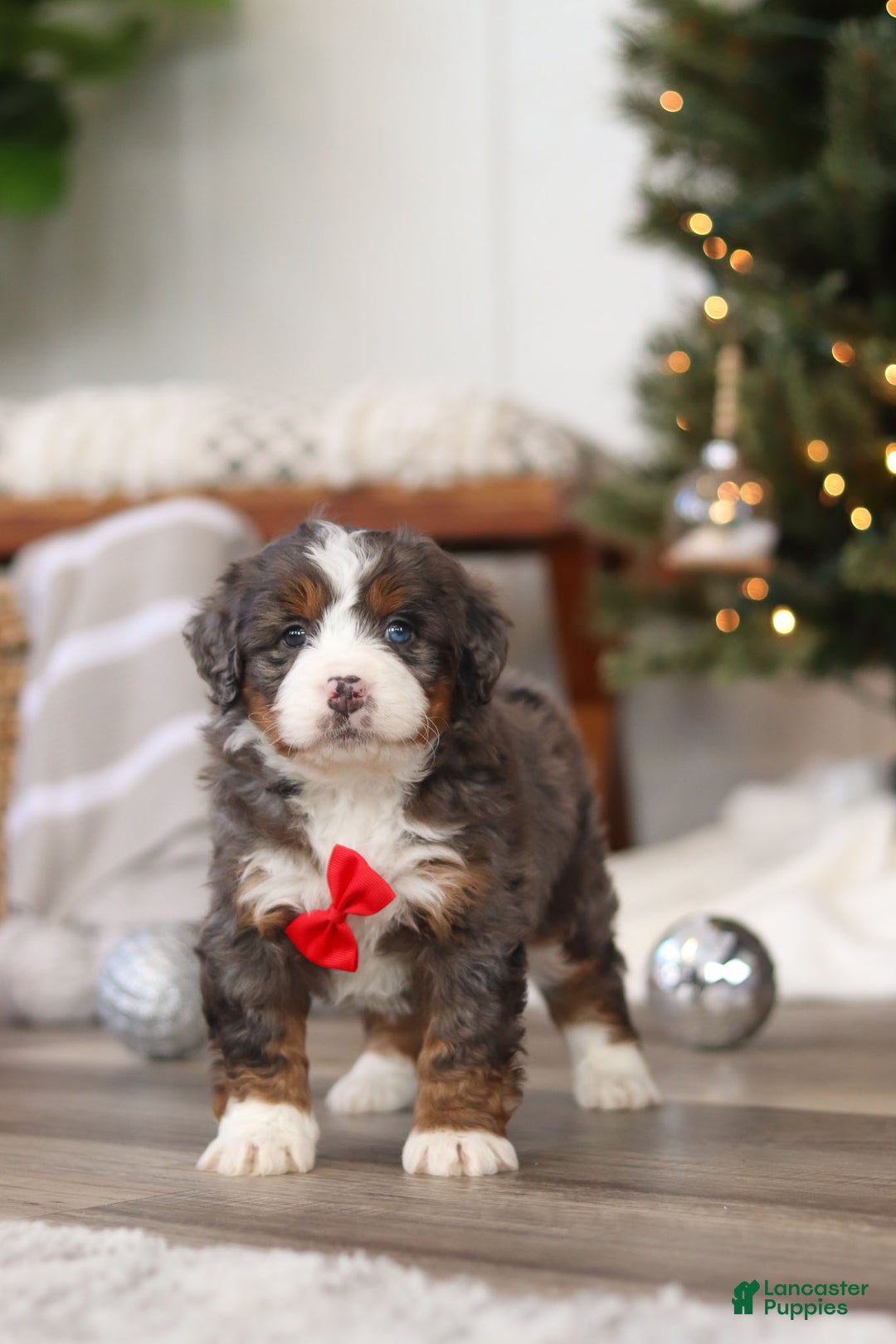Mini Bernedoodle dogs for sale: Theo - Ad 10