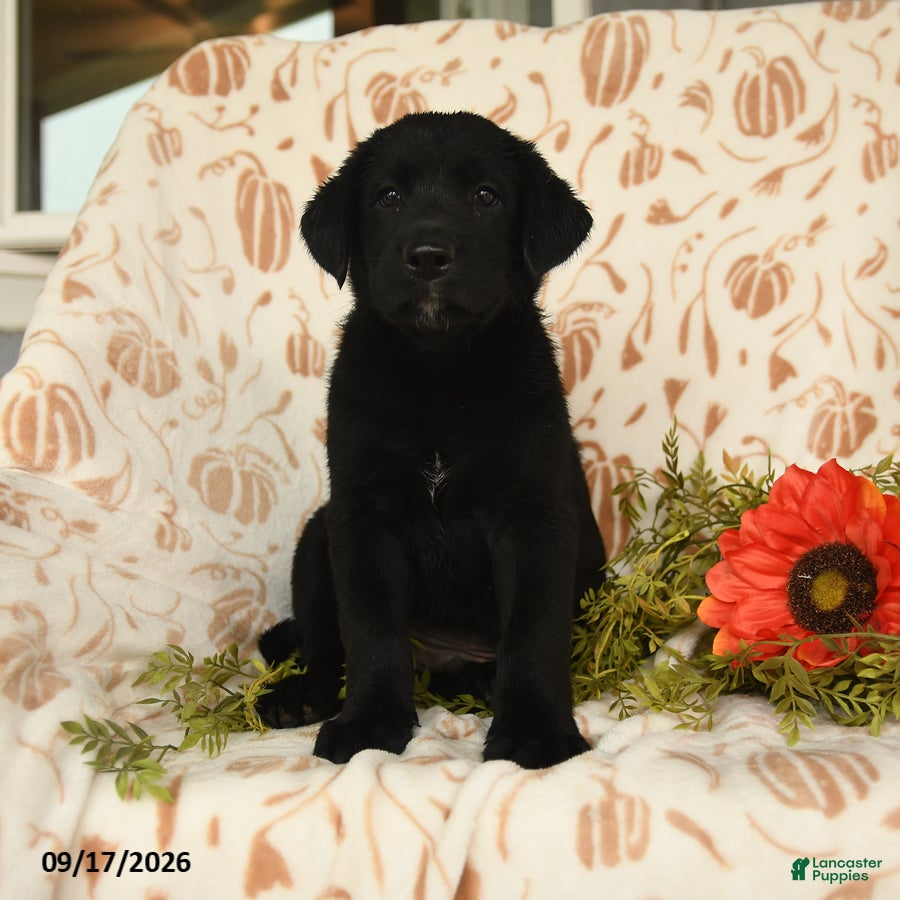 Labrador Retriever dogs Maxwell - Ad 2