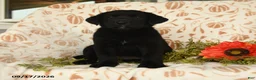 Labrador Retriever dogs for sale: Maxwell - Ad 2