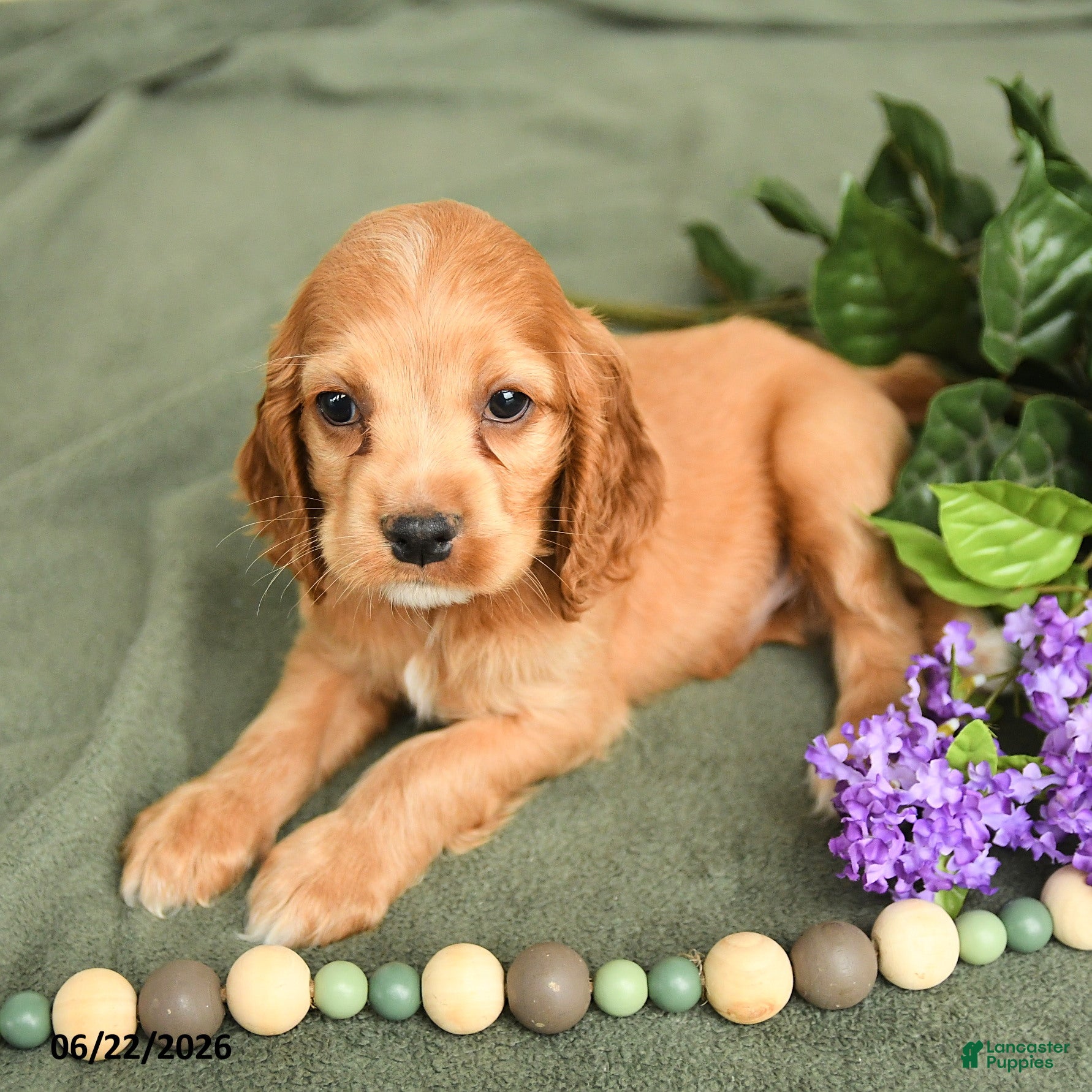English Cocker Spaniel dogs Brock - Ad 2