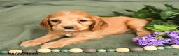 English Cocker Spaniel dogs for sale: Brock - Ad 2