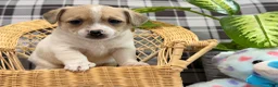 Jack Russell Terrier dogs for sale: Pansy - Ad 3