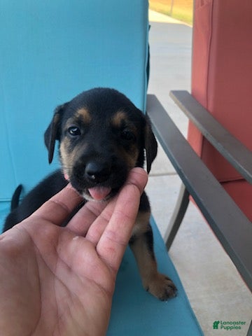 Mixed Breed dogs Girl 1 - Ad 1