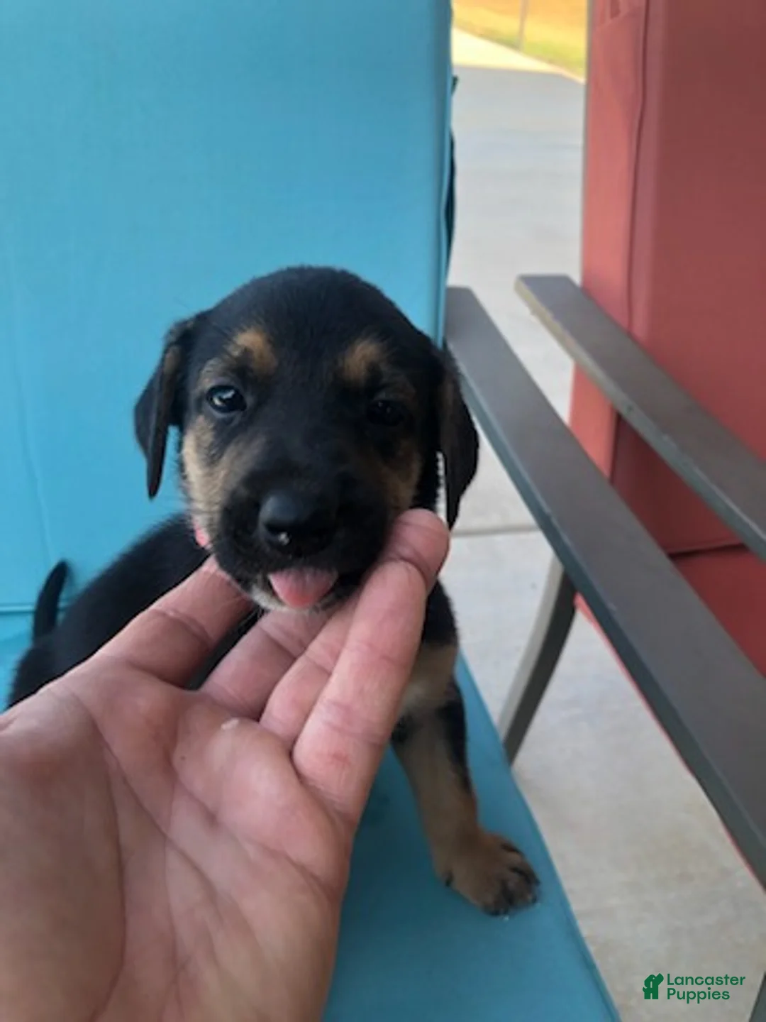 Mixed Breed dogs for sale: Girl 1 - Ad 1