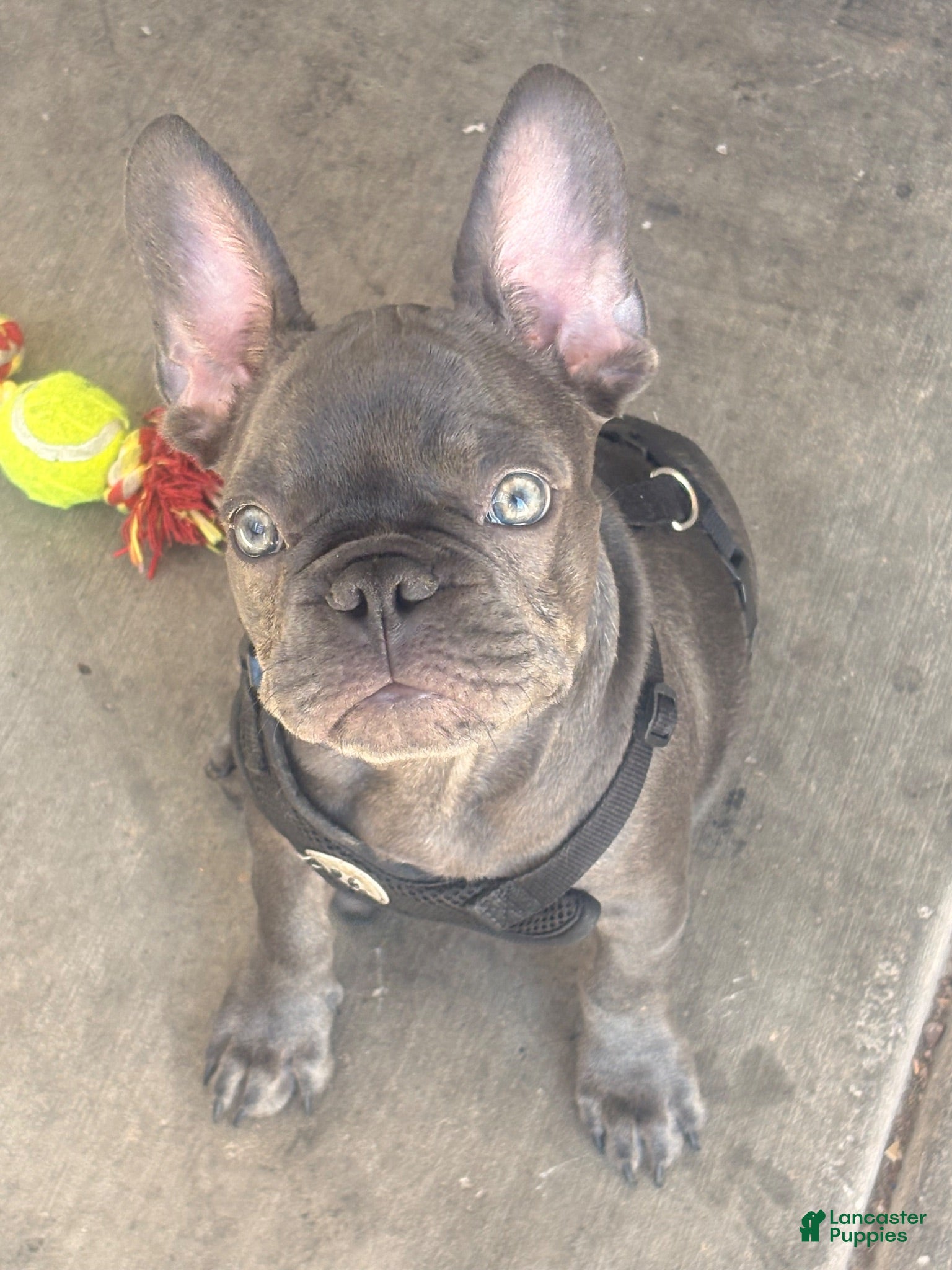 French Bulldog dogs French Bulldog 1 - Ad 27