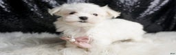 Maltese dogs for sale: Angel - Ad 6