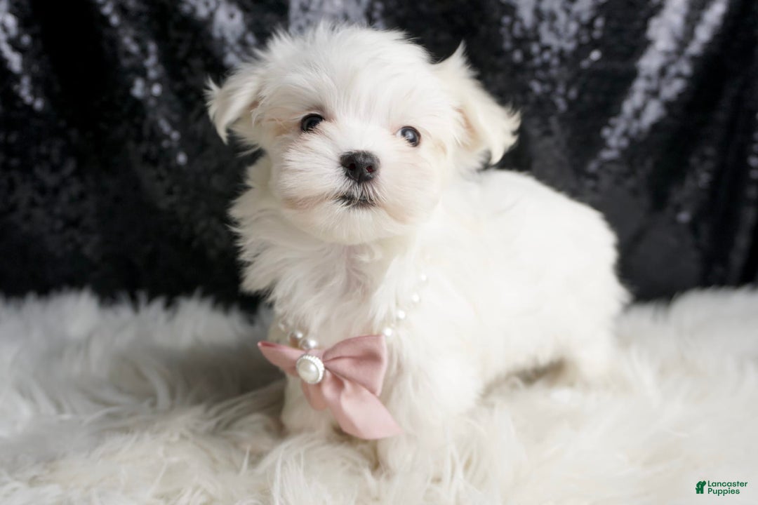 Maltese dogs for sale: Angel - Ad 6